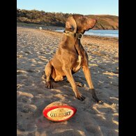Weimaraner - Both