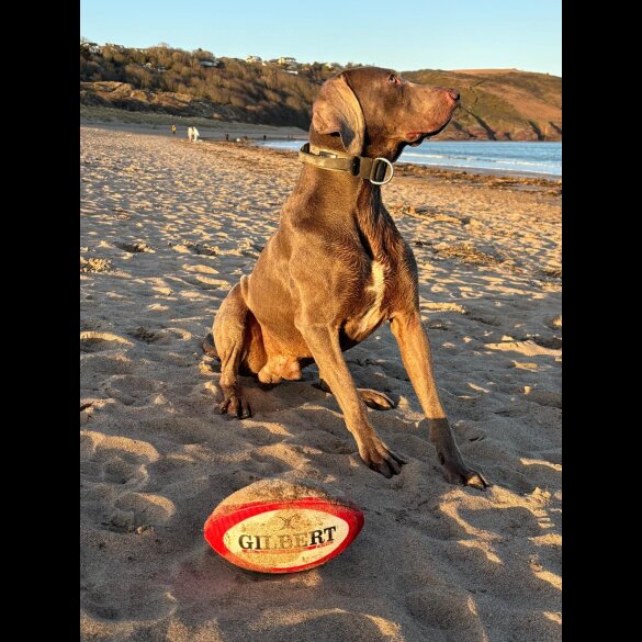 Weimaraner - Both