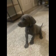 Weimaraner - Both