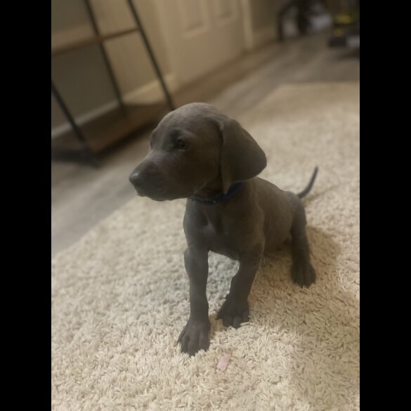 Weimaraner - Both