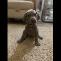Weimaraner - Both