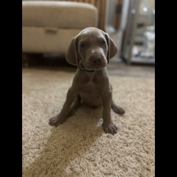 Weimaraner - Both