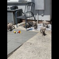 Weimaraner - Both