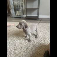 Weimaraner - Both