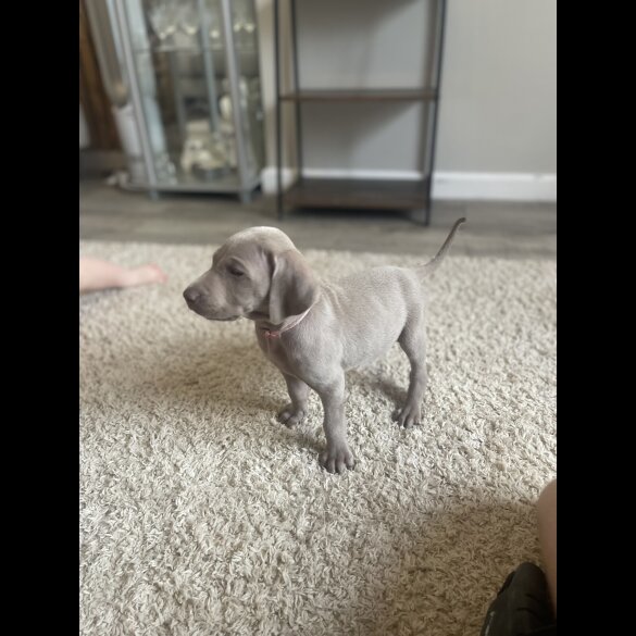 Weimaraner - Both