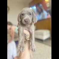 Weimaraner - Both