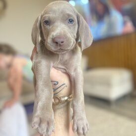 Weimaraner - Both