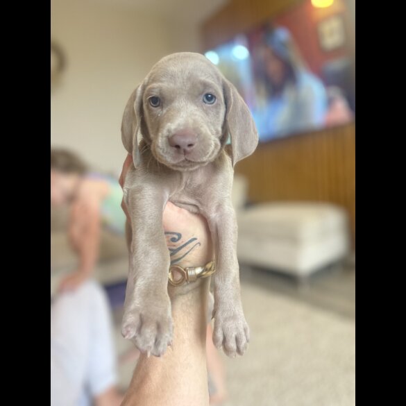 Weimaraner - Both
