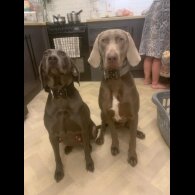 Weimaraner - Both