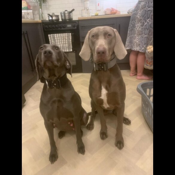Weimaraner - Both