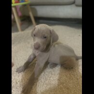 Weimaraner - Both