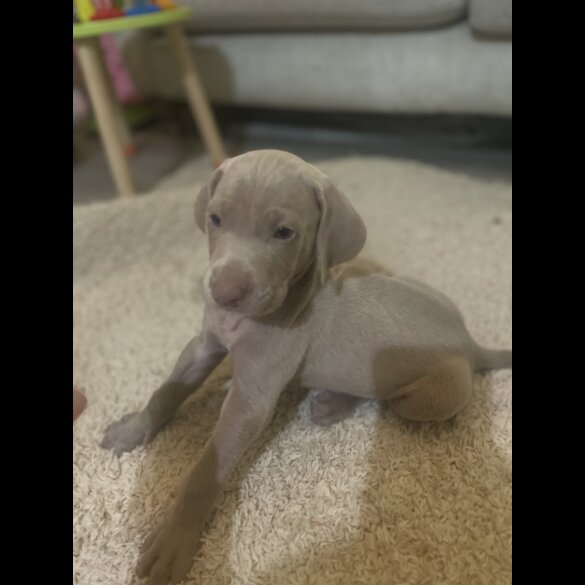 Weimaraner - Both