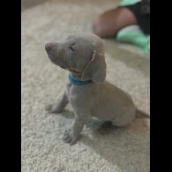 Weimaraner - Both