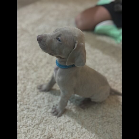 Weimaraner - Both