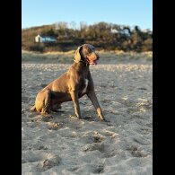 Weimaraner - Both