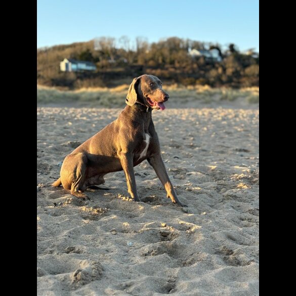 Weimaraner - Both