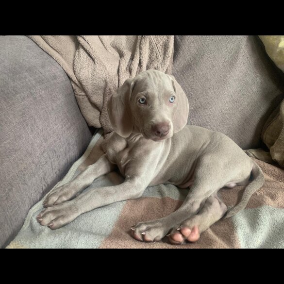 Weimaraner - Both