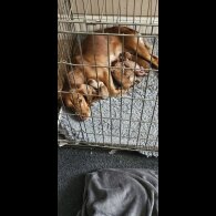 Cockapoo - Bitches