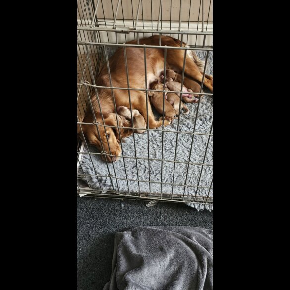 Cockapoo - Bitches