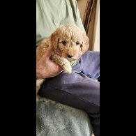 Cockapoo - Bitches