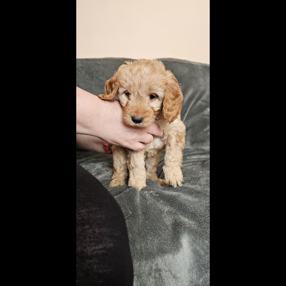 Cockapoo - Bitches