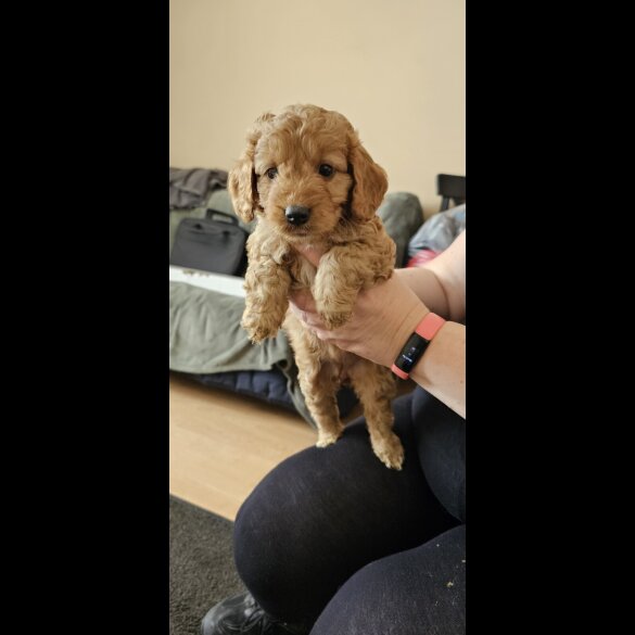 Cockapoo - Bitches
