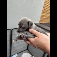 Whippet - Both