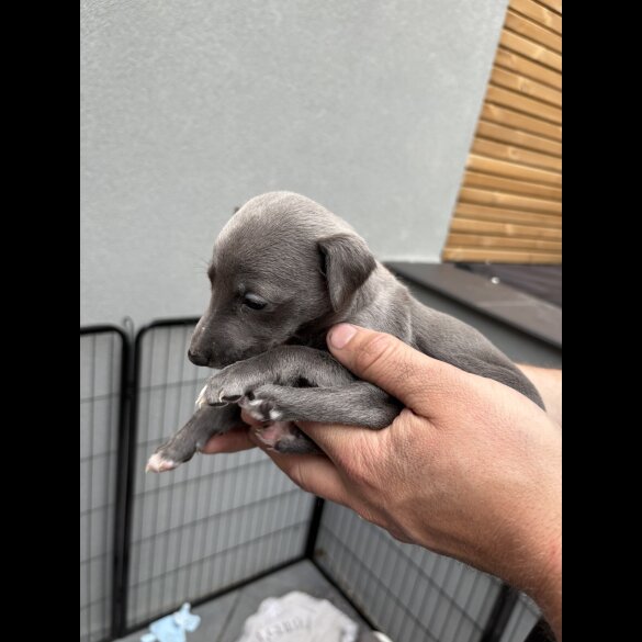 Whippet - Both