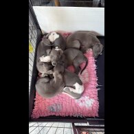 Whippet - Both