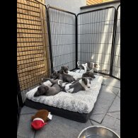 Whippet - Both