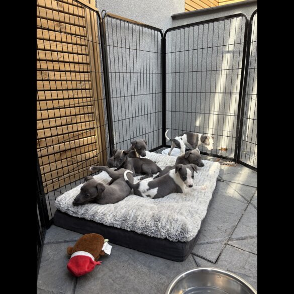 Whippet - Both