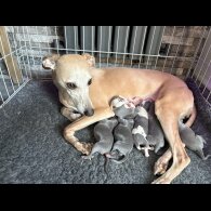 Whippet - Both