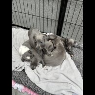 Whippet - Both