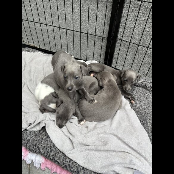 Whippet - Both