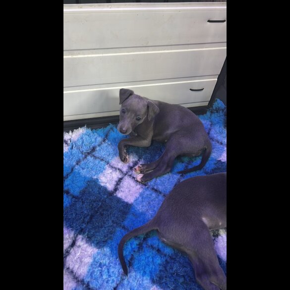 Whippet - Both