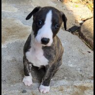 Whippet - Both