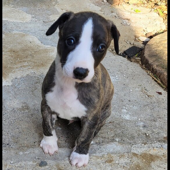 Whippet - Both