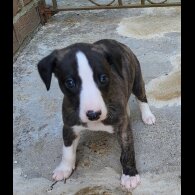 Whippet - Both