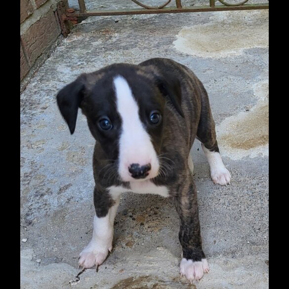 Whippet - Both