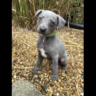 Whippet - Bitches