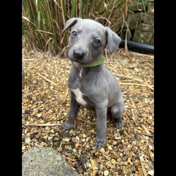Whippet - Bitches