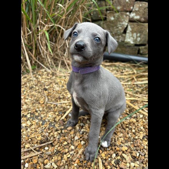 Whippet - Bitches