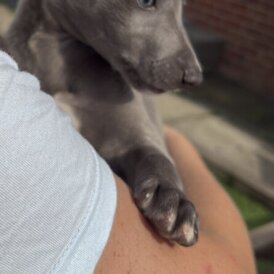 Whippet - Both