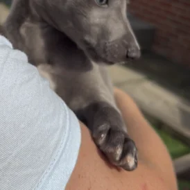 Whippet - Both