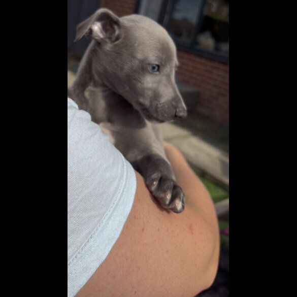 Whippet - Both