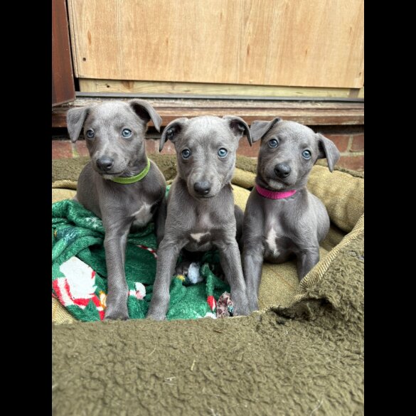 Whippet - Bitches