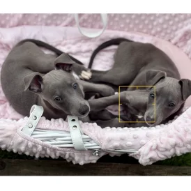 Whippet - Both