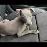 Whippet - Dogs