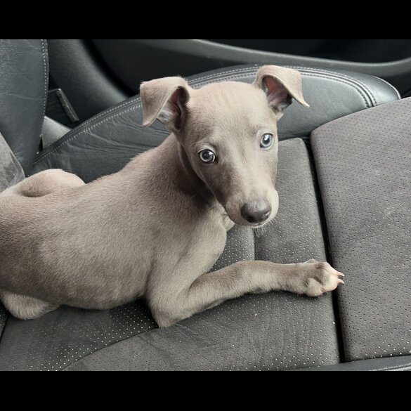 Whippet - Dogs
