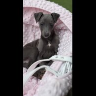 Whippet - Dogs